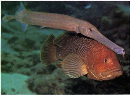Epinephelus undulostriatus